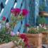 Flower Pots and Blue Fence in Garden, Alderney