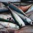 Fresh Mackerel in Alderney