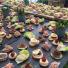 Canapés 