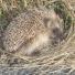 Wildlife in Alderney, Hedgehog