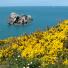 Yellow flowers on the cliff paths, coast of Alderney